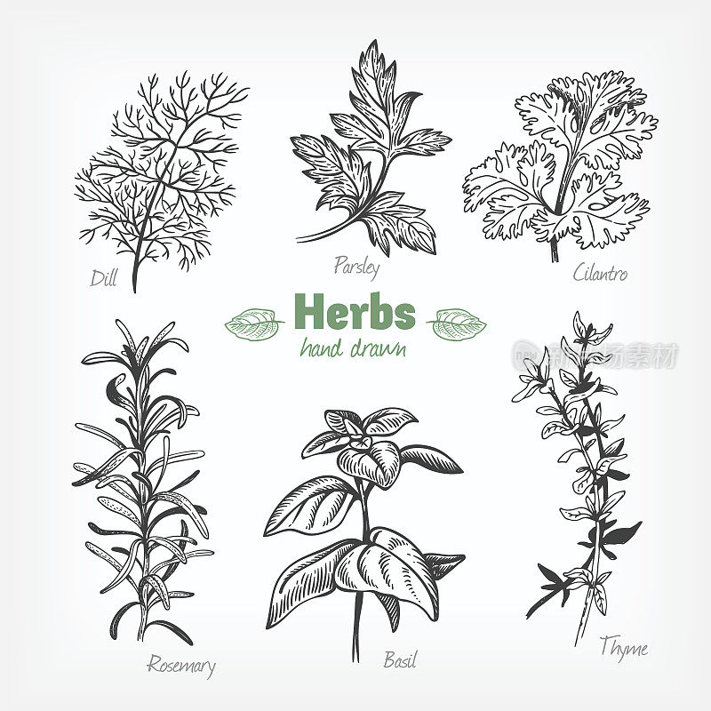Culinary herbs vector hand drawn illustration
